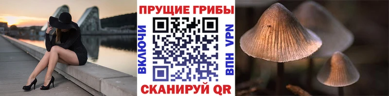 Псилоцибиновые грибы Psilocybe  Невельск 